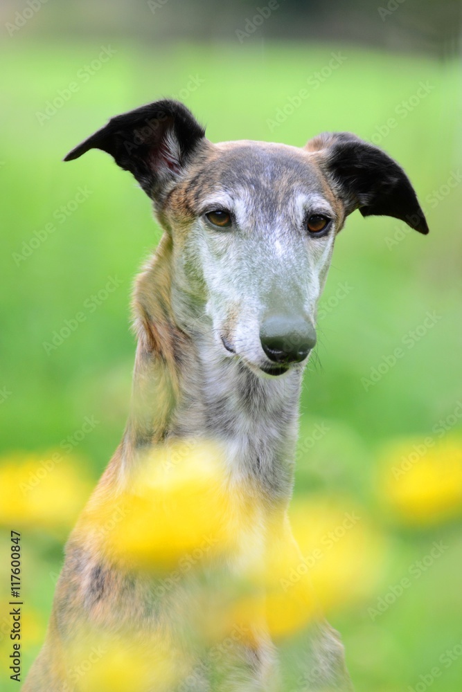 Galgo Espanol Portrait mit gelben Blumen im Vordergrund Galgo Espanol Portrait mit gelben Blumen im Vordergrund