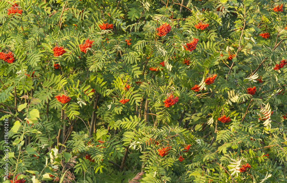 the rowan at sunset