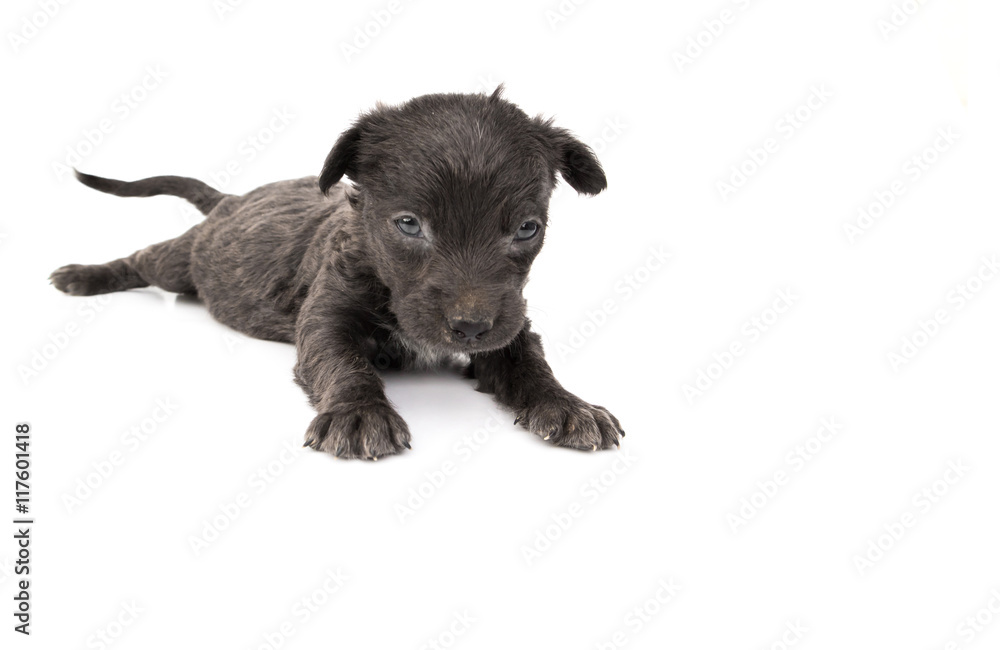 Close up baby dirty dog black color, sad baby dog on white background, selective focus Close up baby dirty dog black color, sad baby dog on white background, selective focus
