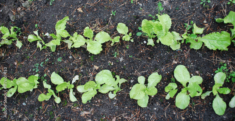 Young green lettuce grown in the garden. Agriculture. Young green lettuce grown in the garden. Agriculture.