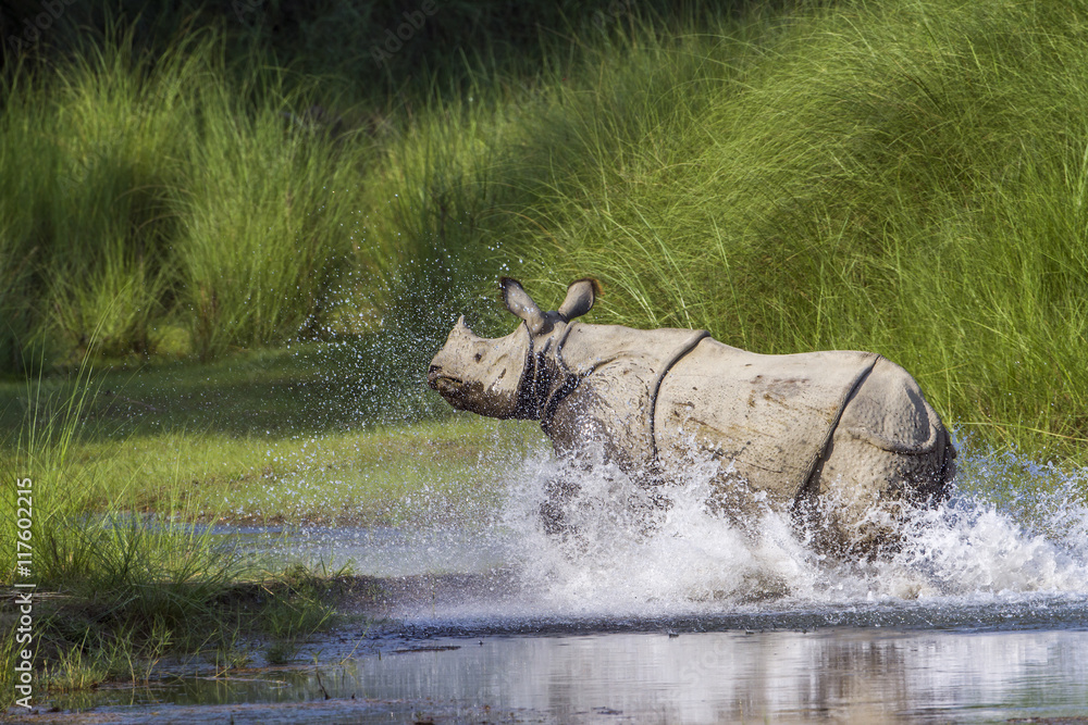 Naklejka premium Nosorożec wielorogi w Parku Narodowym Bardia, Nepal