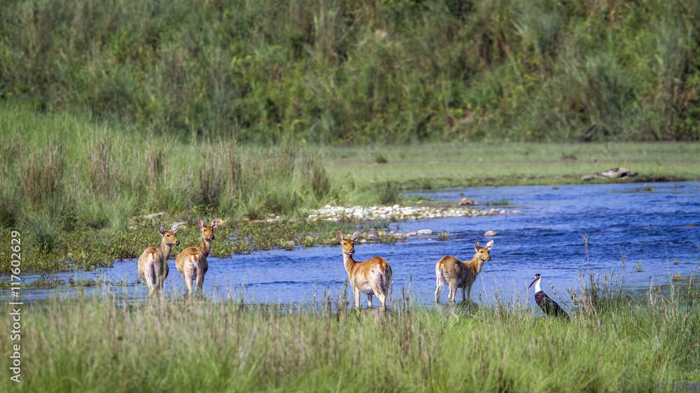 Obraz premium Swamp Deer in Bardia national park, Nepal