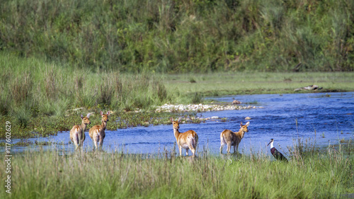 Swamp Deer in Bardia national park, Nepal