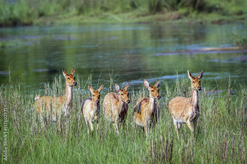 Obraz premium Swamp Deer in Bardia national park, Nepal