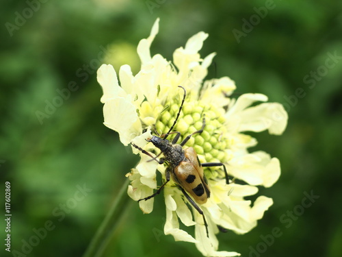 Eating beetle Pachyta quadrimaculata on a flower photo