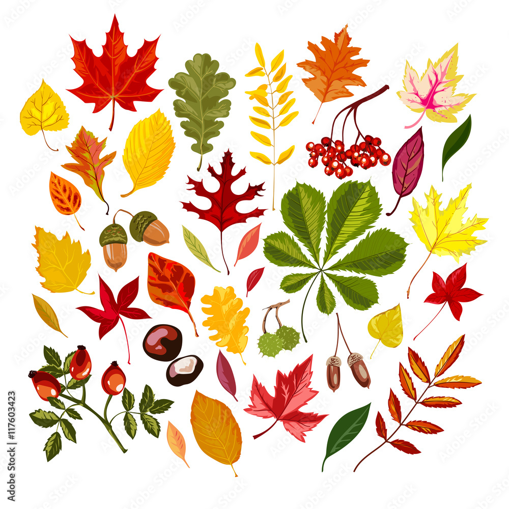 Set of colorful autumn leaves. Set of colorful autumn leaves.