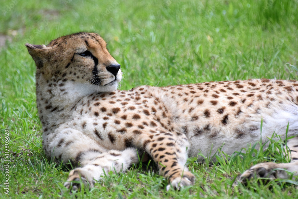 Fototapeta premium Cheetah rests in green grass