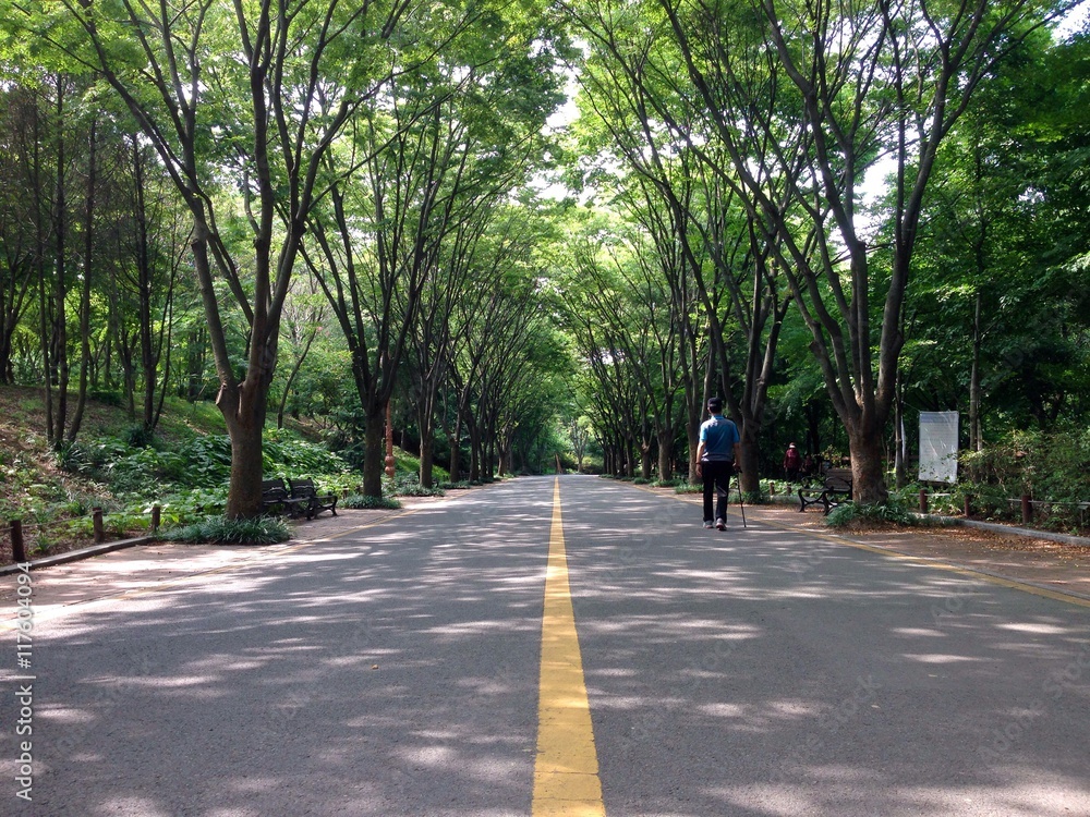 Fototapeta premium 숲속의 도로