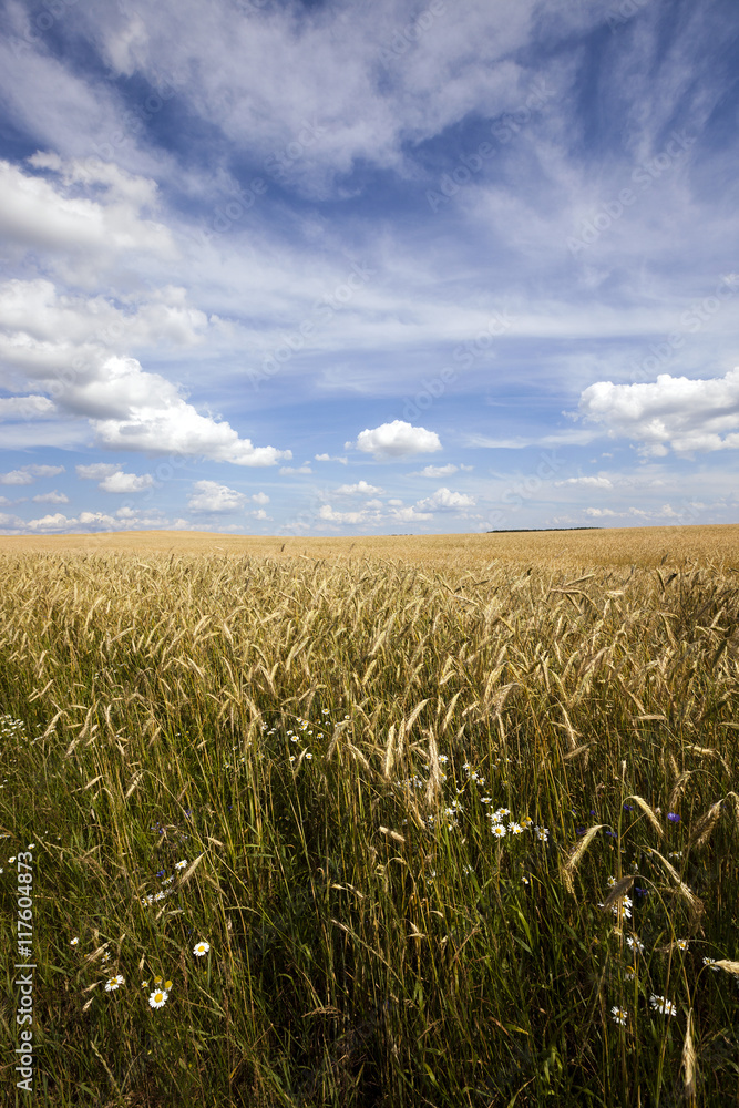 wildflowers in ripe rye