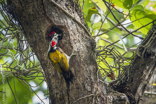 Black-rumped flameback in Bardia national park, Nepal photo