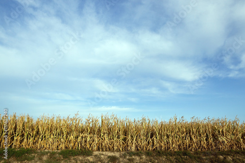 Green immature corn