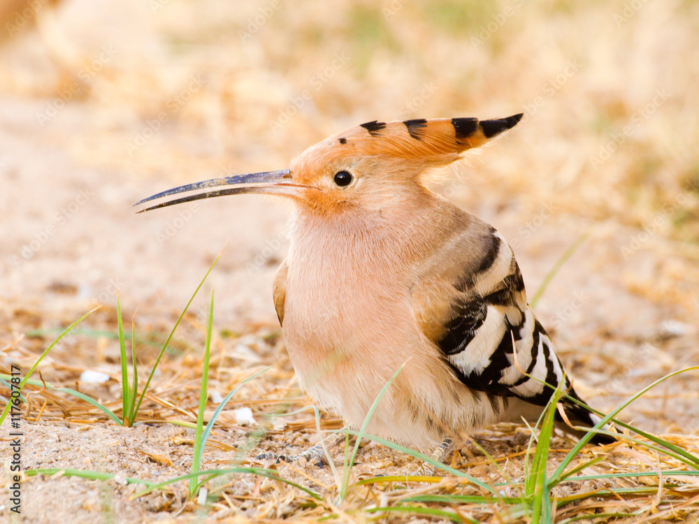 beautiful eurasian hoopoe (Upupa epops) - feeding on insects beautiful eurasian hoopoe (Upupa epops) - feeding on insects