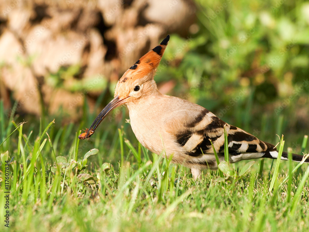 beautiful eurasian hoopoe (Upupa epops) - feeding on insects beautiful eurasian hoopoe (Upupa epops) - feeding on insects