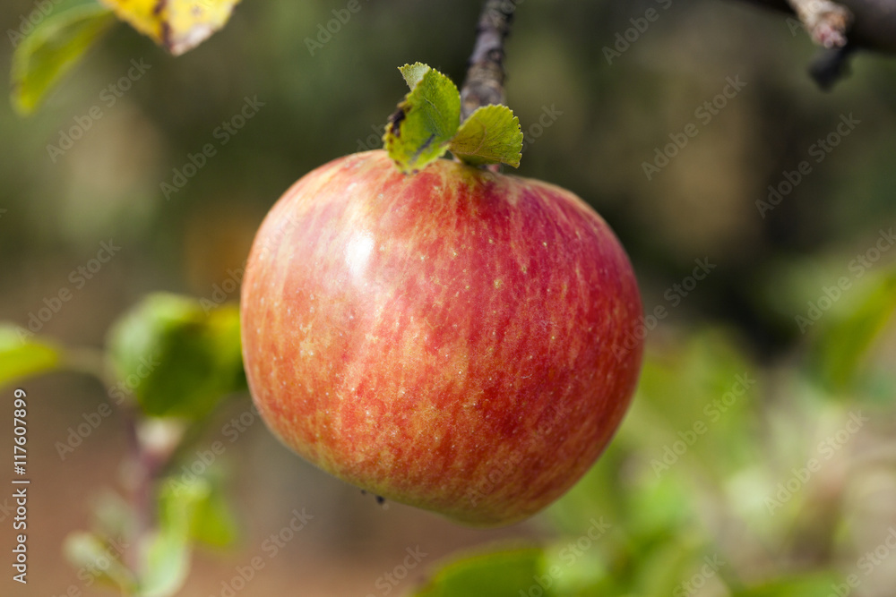 Apple on a branch Apple on a branch