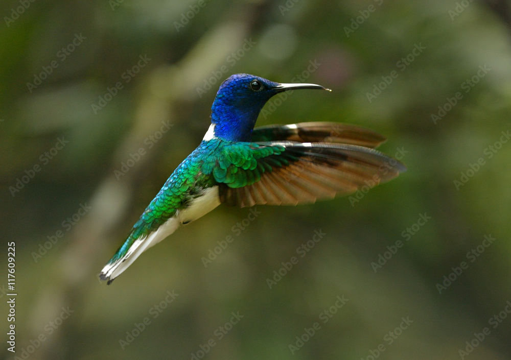 White-necked Jacobin hummingbird is flying in Ecuador White-necked Jacobin hummingbird is flying in Ecuador
