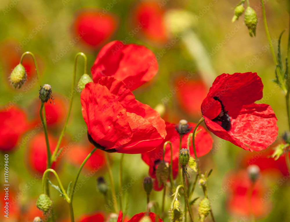 Naklejka premium Маки Киргизии