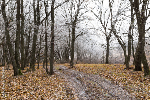 Autumn landscape in misty forest