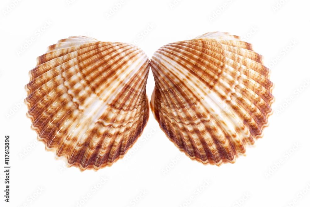 Two sea shells isolated on white background Two sea shells isolated on white background