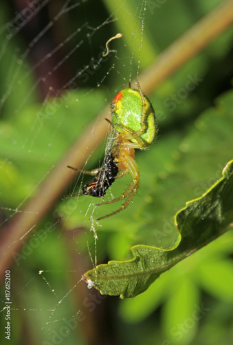 ragno tessitore (Araniella cucurbitina) con la sua preda photo