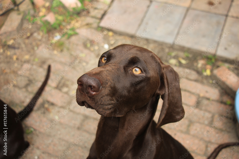 German Shorthaired Pointer