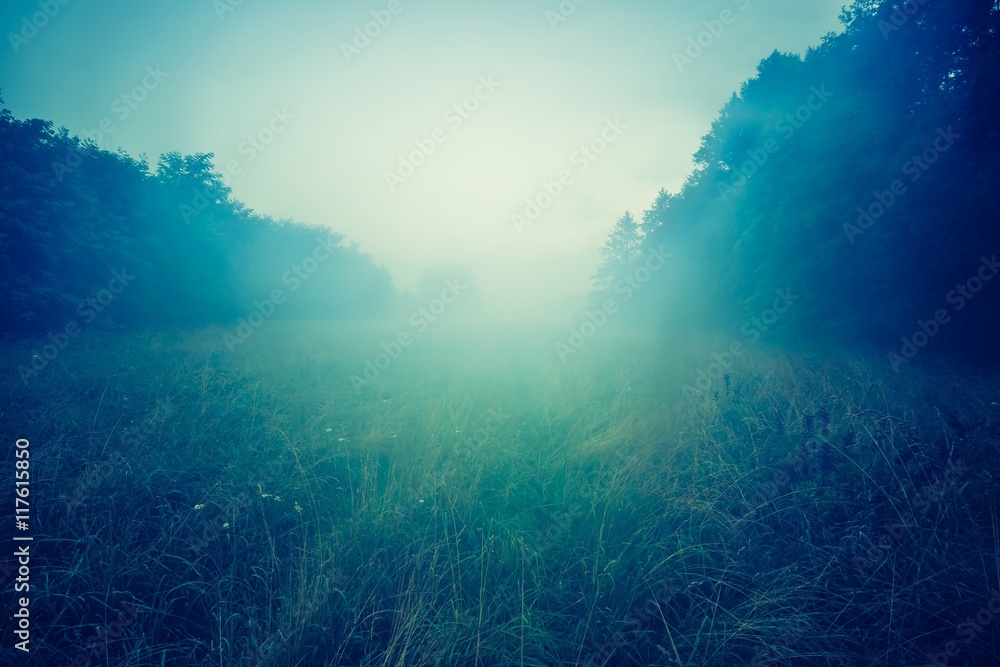Beautiful morning on foggy meadow Beautiful morning on foggy meadow