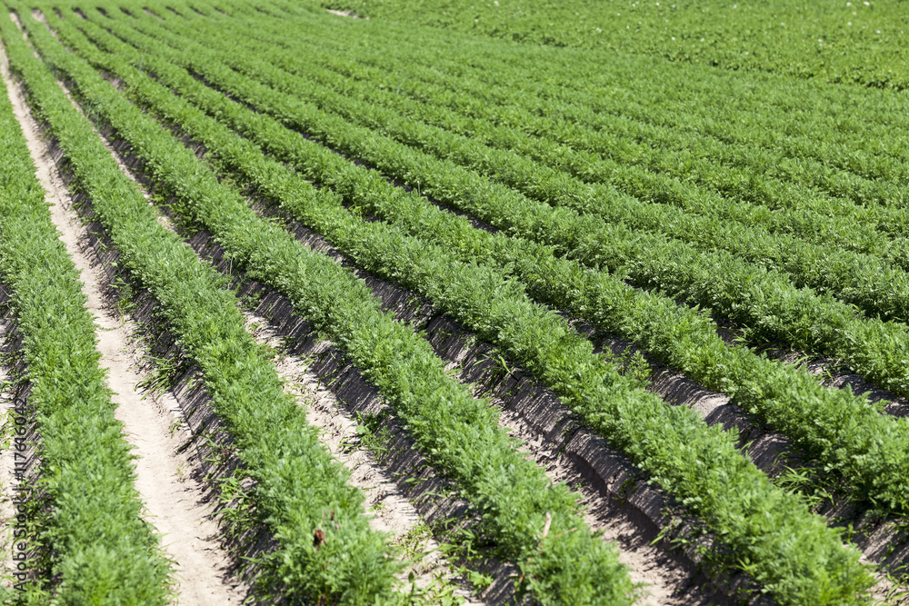 Field with carrot