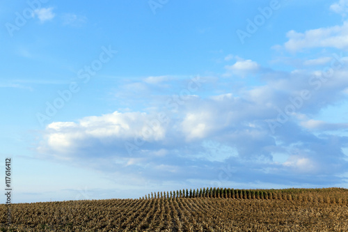 harvested mature corn