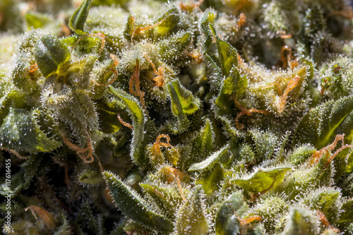 Принти на полотні Cannabis Closeup