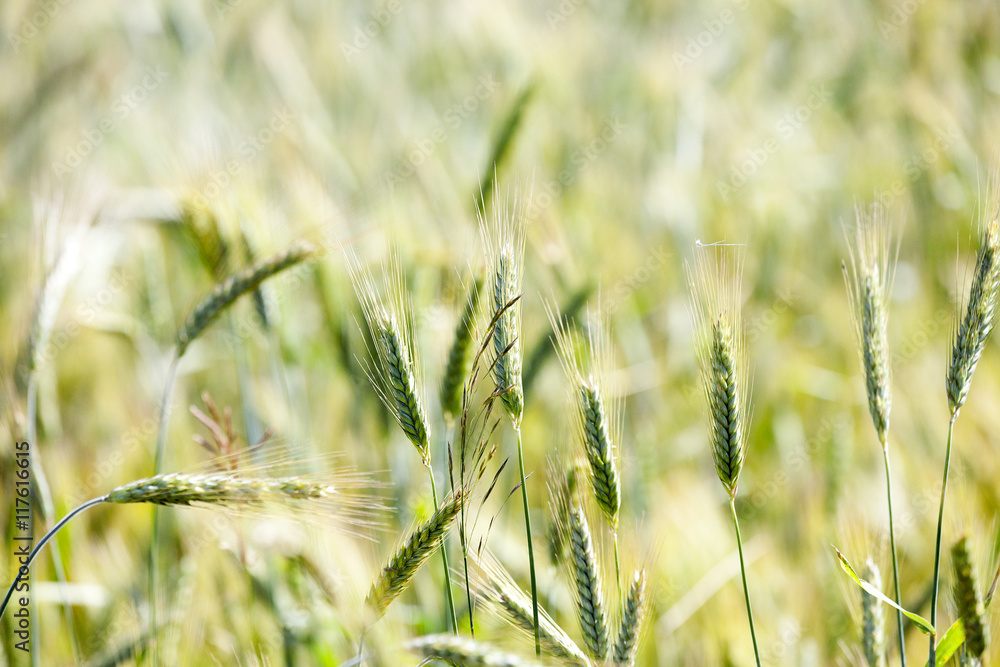 Fototapeta premium green cereals, close-up