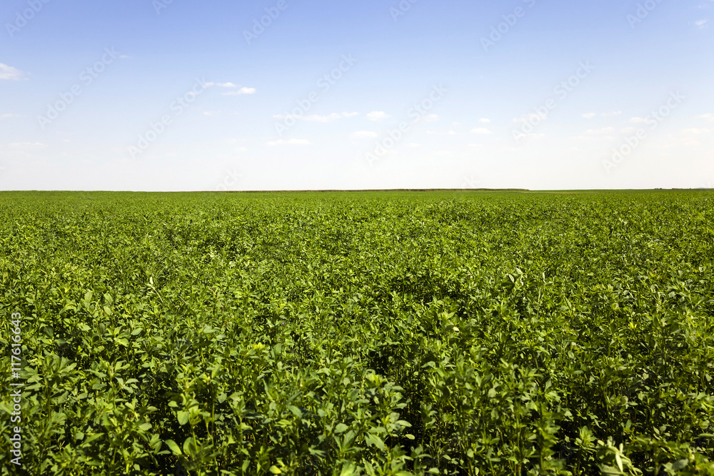Agricultural field , grass