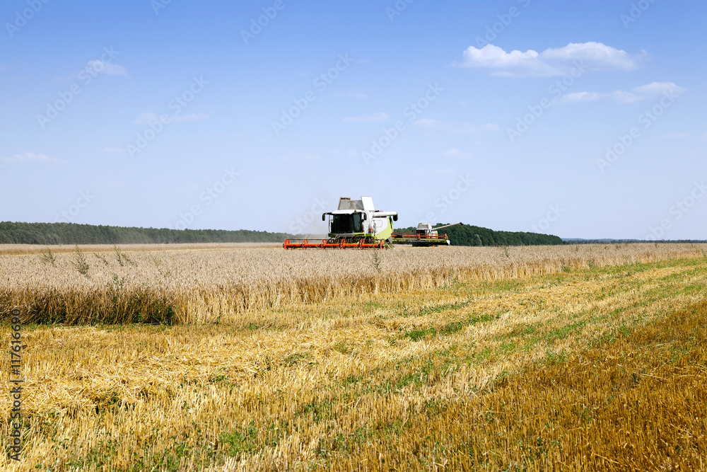 Naklejka premium cereals during harvest
