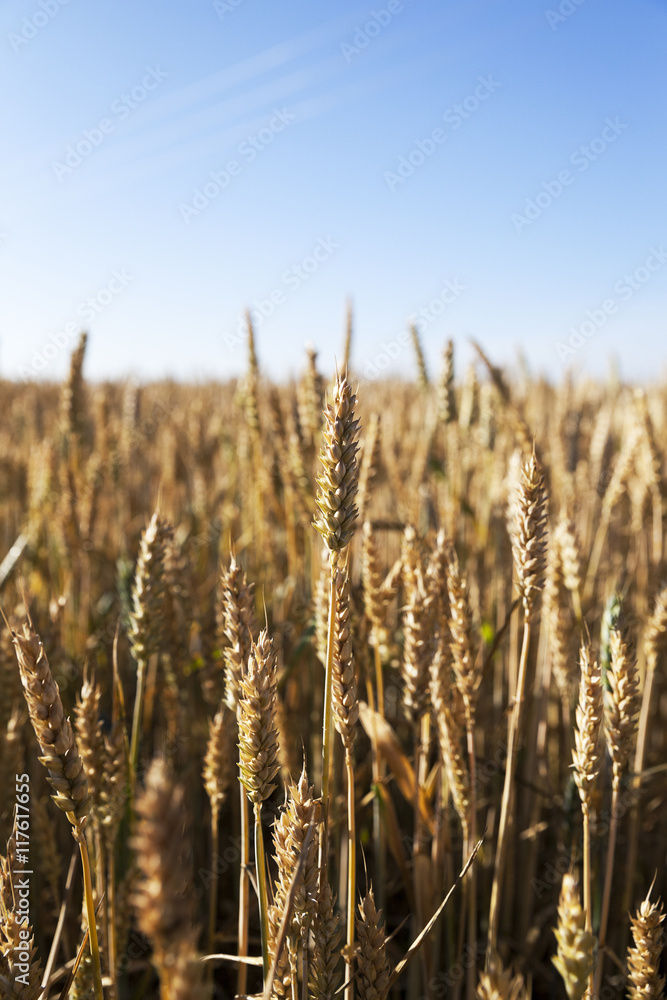 Fototapeta premium farm field cereals