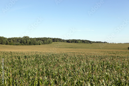 Corn field, summer