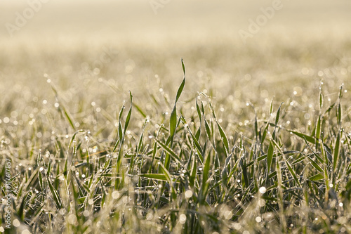young grass plants, close-up © rsooll