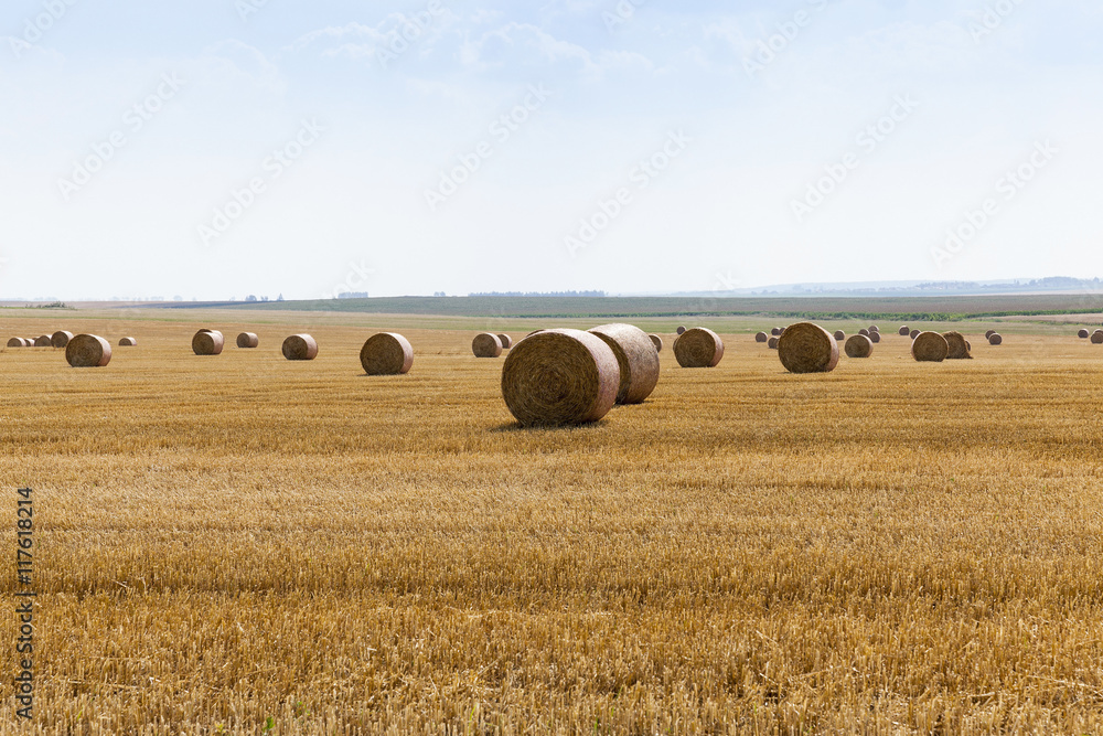 Fototapeta premium cereal harvest field