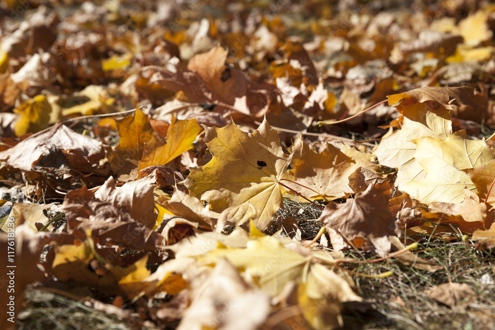 fallen leaves in autumn fallen leaves in autumn