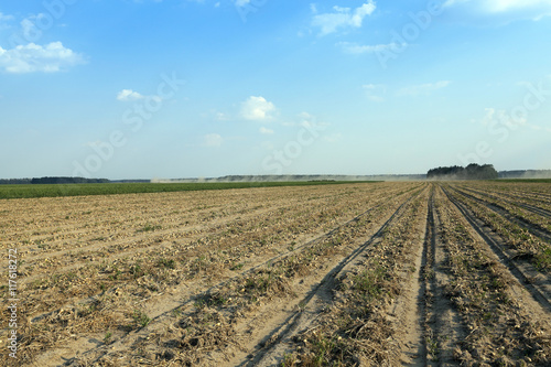 Harvesting onion field