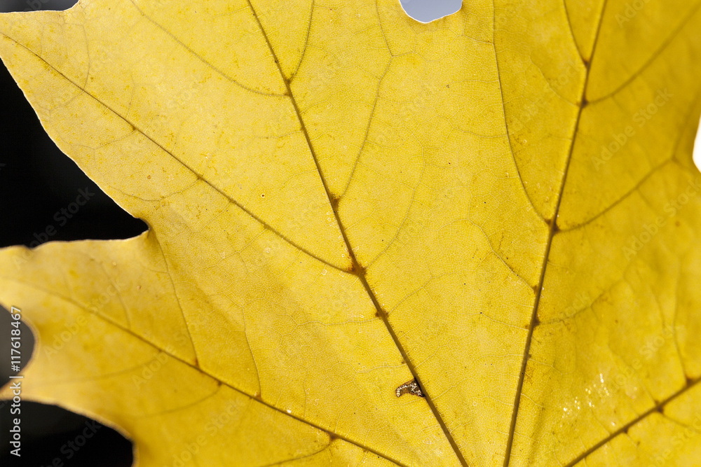 Obraz premium yellowed maple leaves