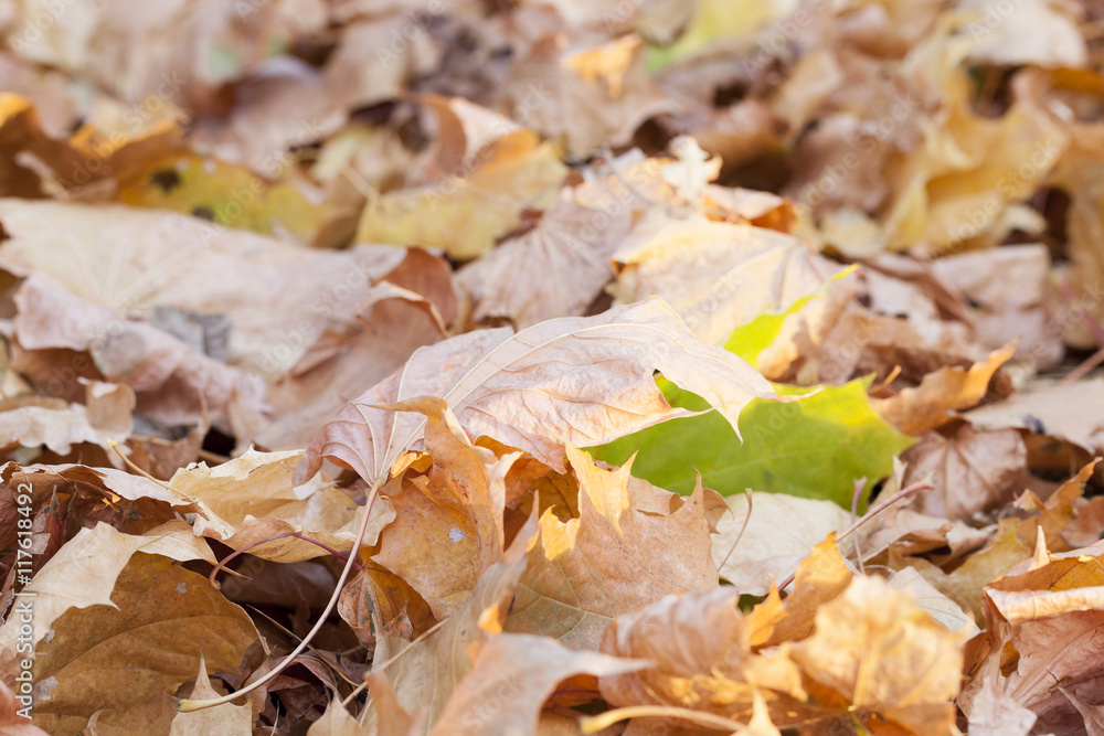 fallen leaves in autumn fallen leaves in autumn