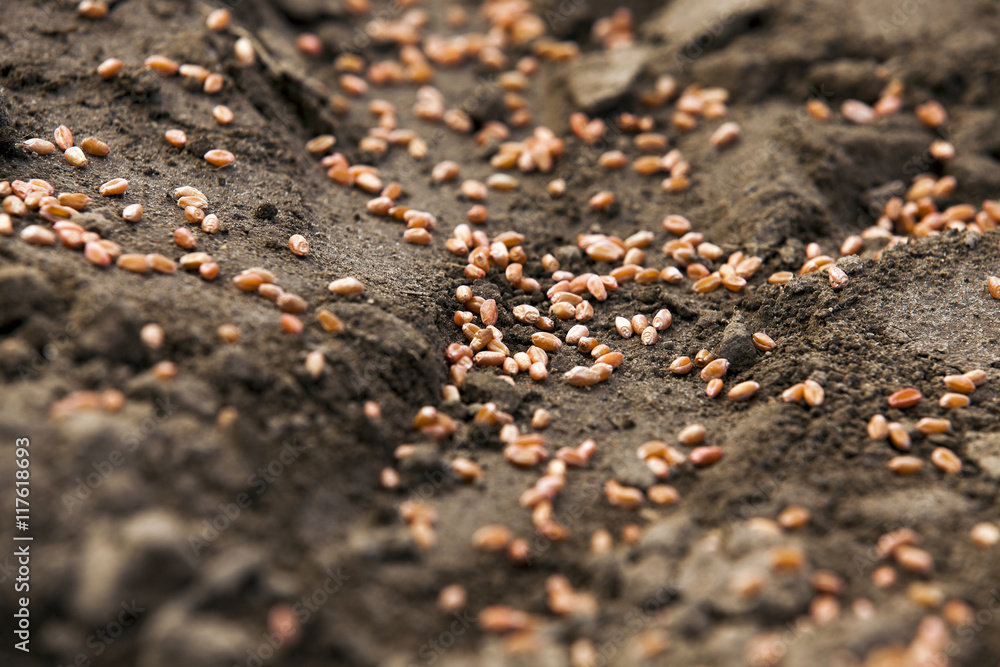 plowed land for cereal plowed land for cereal