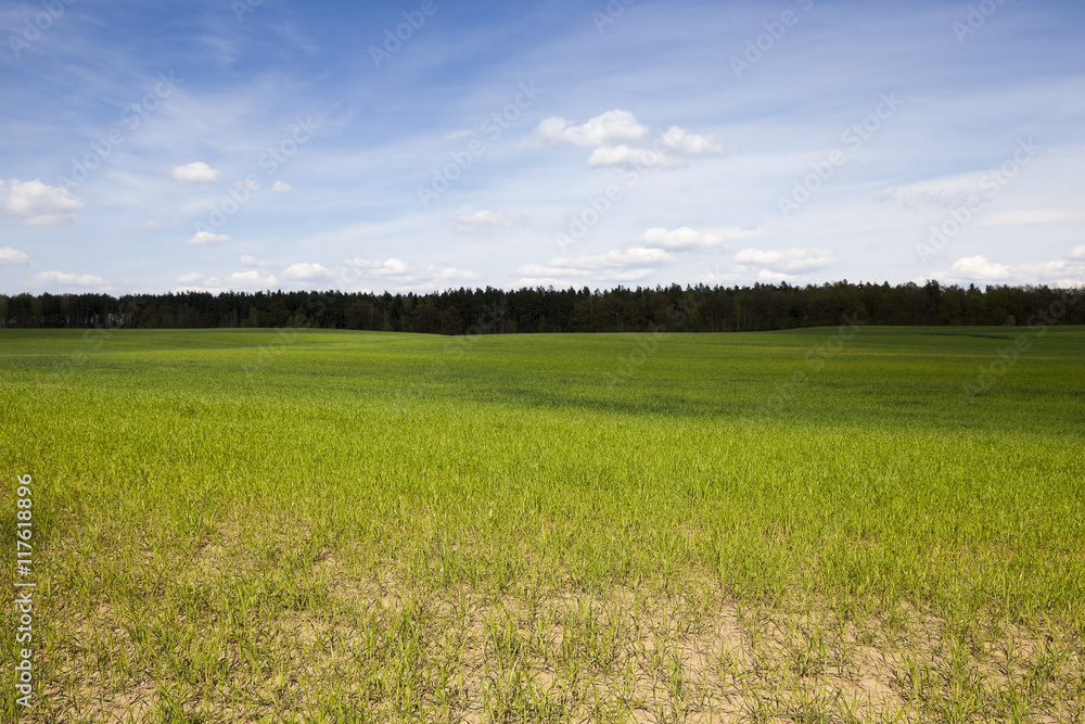 Fototapeta premium Agriculture. cereals. Spring
