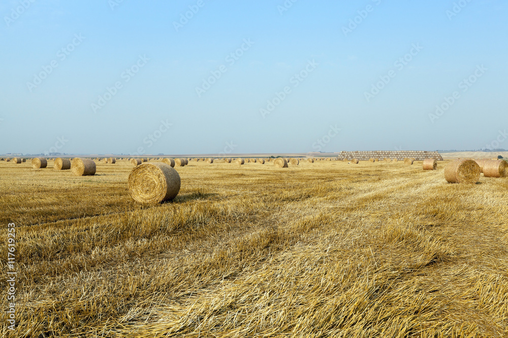Fototapeta premium haystacks in a field of straw