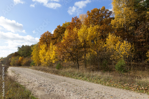 road in the autumn season