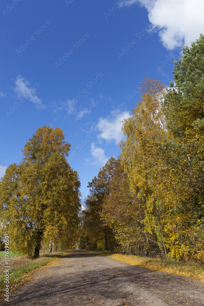 Fototapeta premium road in the autumn season