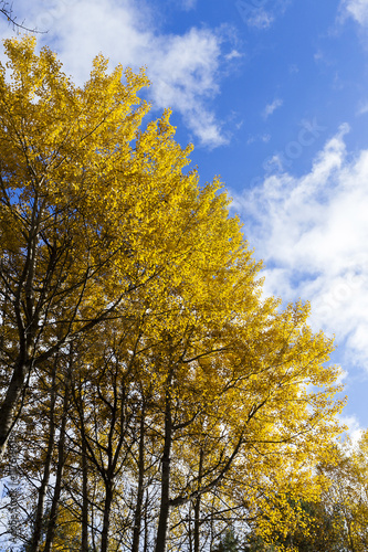 birch tree in autumn