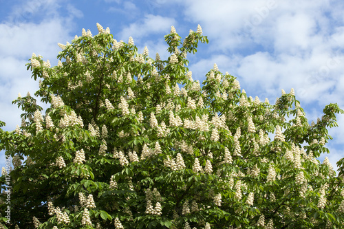 blooming chestnut tree in the spring photo