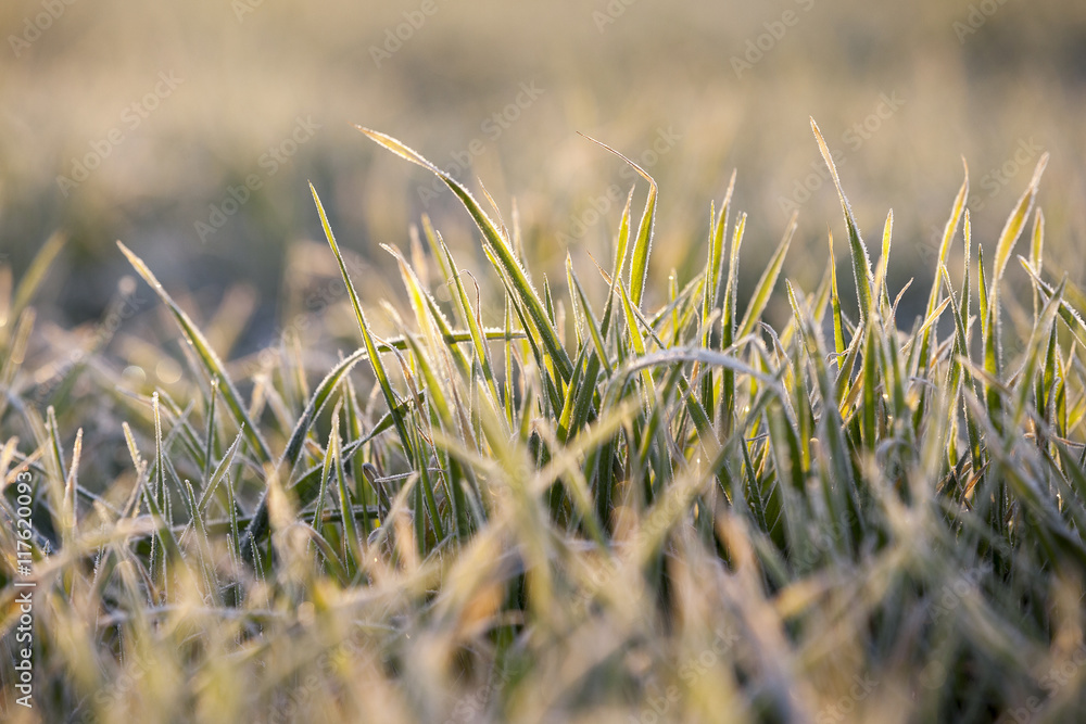 frost on the wheat frost on the wheat