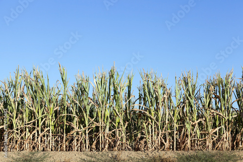 Field with corn