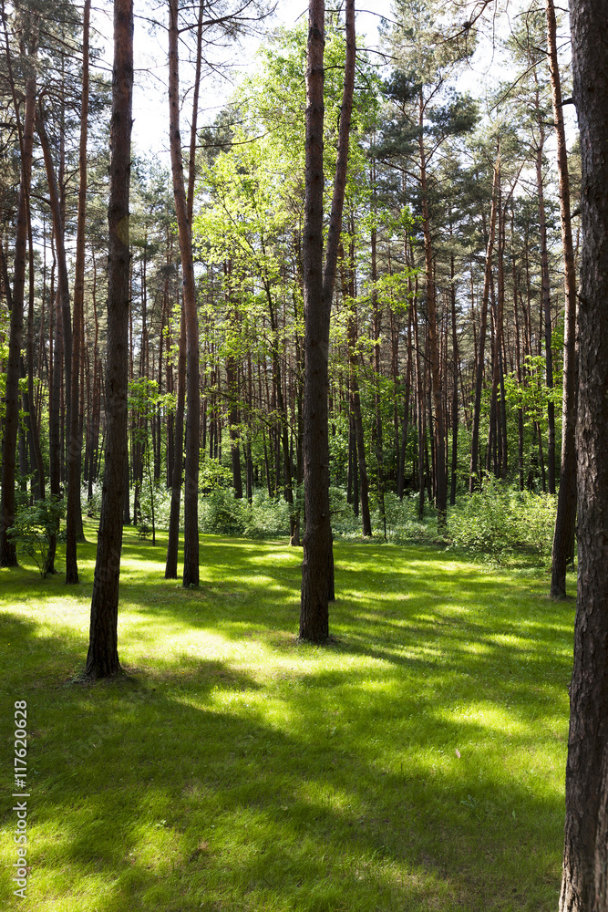 Fototapeta premium trees in spring