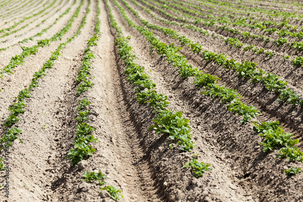 Agriculture. Green potatoes Agriculture. Green potatoes